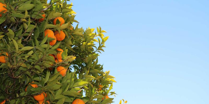 从日常美学到生活灵感：打造属于你的诗意生活方式