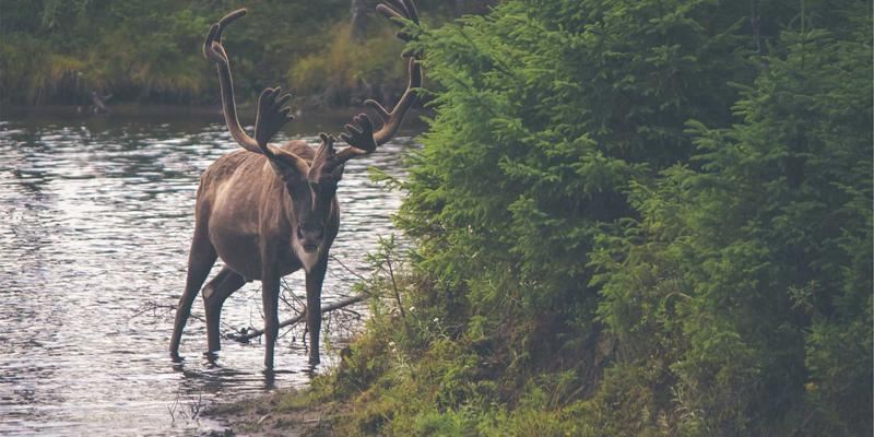 日常美学与艺术涂鸦：在平凡中编织创意生活的艺术